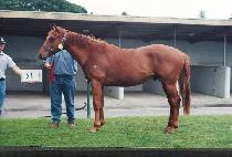 ������� (KASANG KONGGAN) ����