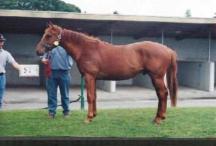 ������� ����