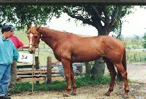 ���̺�� (DANCING BROOK) ����