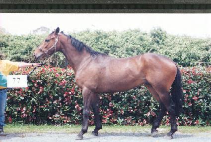 ��� ����