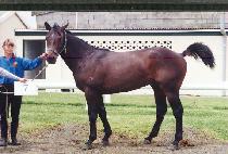 ������ (MANGNANI) ����