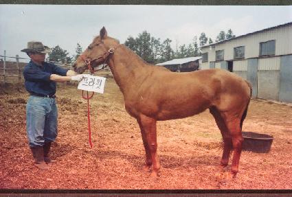 ������ ����