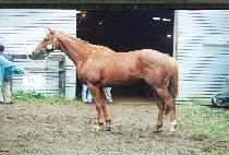 �������� (TAZ��S GOLD) ����