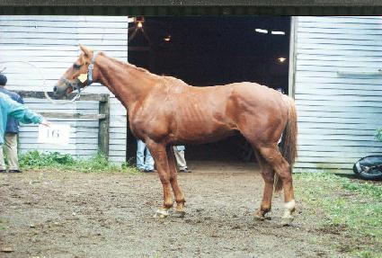 �������� ����