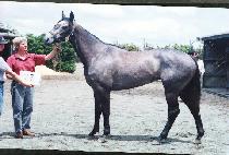 ����������� (BELLE OF THE OPERA) ����