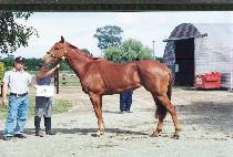 ����ī�� (SGOR CARD) ����