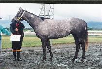 ��Ƽ������ (DOTTY OVER YOU) ����