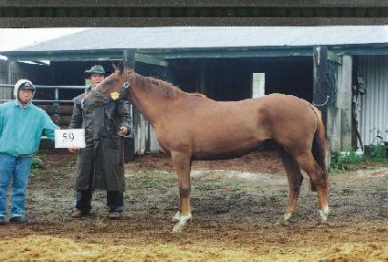 ������ ����