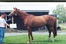 �����μ� (SUNSHINE SUE) ����