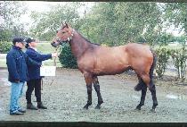 �ູ (HAENGBOK) ����