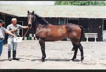 ǻ�;��Ʈ (PUIG AUBERT) ����