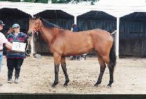 �ź�� (SHINBIRO) ����