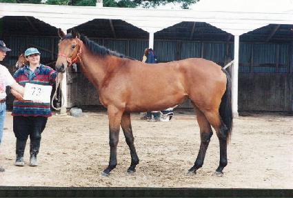 �ź�� ����