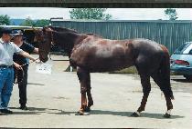 ���������� (OVER SHE GOES) ����