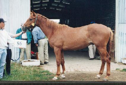 ���������ΰ� ����