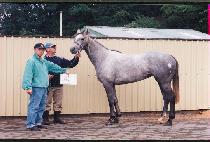 ����ӳ� (TASMANO) ����