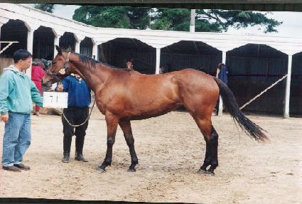 ������ ����