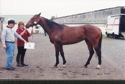 ����� ����