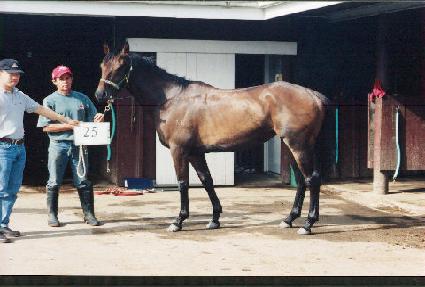 ����Ʈ���̽� ����