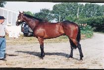 �з��Ͼ�ŷ (MILLENNIUM KING) ����