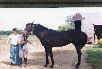 ĳ��� (CAVIAR) ����