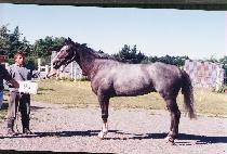 ���׸����� (SAGREPUS) ����