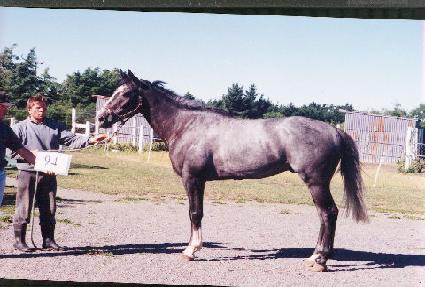 ���׸����� ����