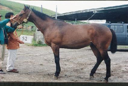 �������� ����