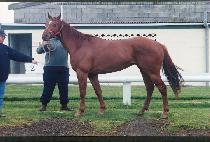 �ν��ڸ��� (ROS COMAIN) ����