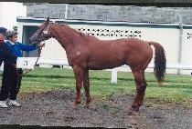 ��彼���ǵ� (HUDSON SPEED) ����