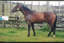 ���� (SAESAP) ����