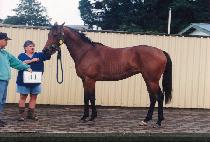 ������ (MAGONGJU) ����