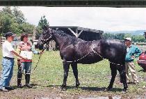 �κ� (ROVING) ����