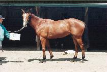 ��Ŵ�� (CHIK��IMI) ����