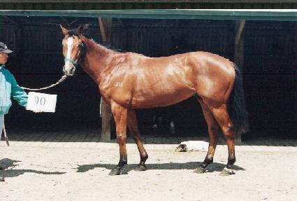 ��Ŵ�� ����