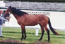 ���� (ILJO) ����