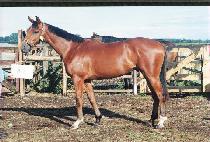 ȫ�ϼ� (HONGBUKSEONG) ����