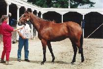 �̽���� (ESPECIAL) ����