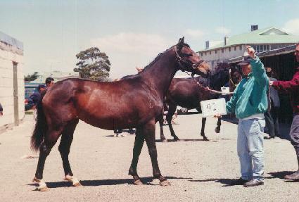 ���ο�� ����