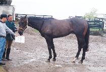 �ط��� (HARARE) ����