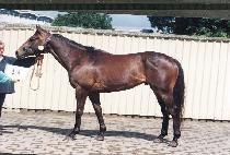 ȣ�� (HORIM) ����