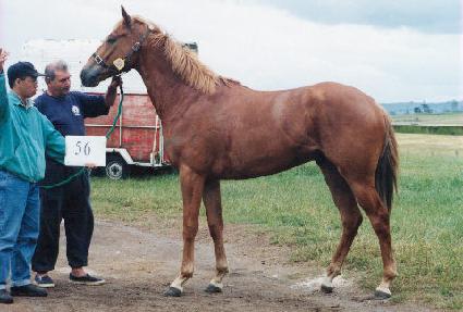 ��Ʈ���� ����