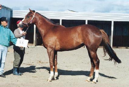 ����� ����