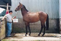 ��� (PISAN) ����