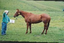 Ȳ�ǿ��� (HWANGGEON YEOKSA) ����