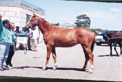 ������ ����