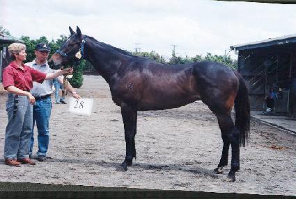 ������Ʈ ����