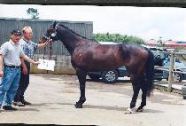 ĸƾ��Ű (CAPTAIN WACKY) ����