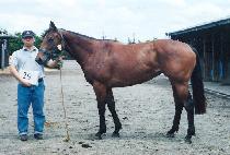 ��Ÿ������Ʈ (FANTASY WEST) ����