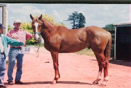 Ȳ�ݼ� ����